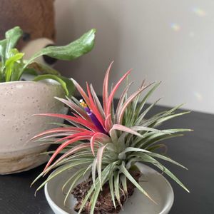 チランジア,イオナンタ,アスプレニウム,多肉植物,エアプランツの画像