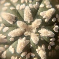 サボテン,縮玉,スーパー兜,海王丸,四角鸞鳳玉の画像