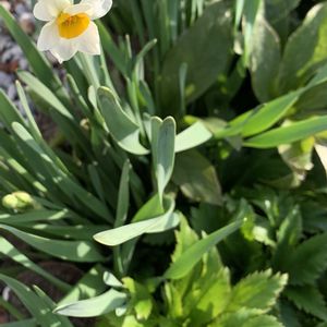 クリスマスローズ,スイセン,水仙,丸太,水仙(すいせん)の画像