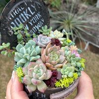 多肉,寄せ植え,鉢植え,多肉大好き,多肉丼の画像