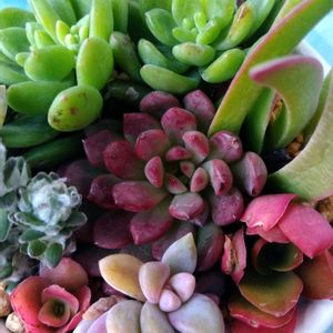 寄せ植え,多肉植物,癒し,ありがとう,祈りの画像