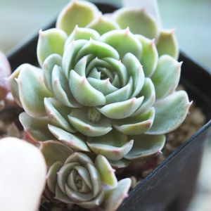 オンスロー,オウンスロー,エケベリア　オウンスロー,エケベリア属,植中毒の画像