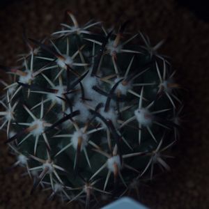 ハオルチア,多肉植物,観葉植物,塊根植物,サボテン科の画像