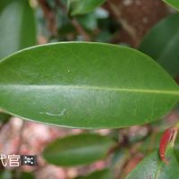 サカキ,サカキ,ヒサカキの画像