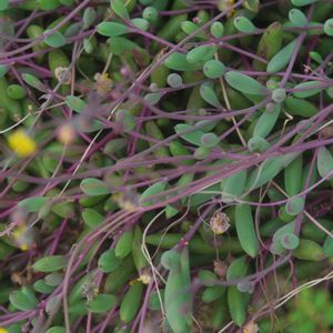 ハオルチア,多肉植物,観葉植物,塊根植物,サボテン科の画像
