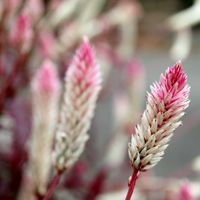 ノゲイトウ,浜姫榊,サルスベリの実,ゆずの実,＊今日のお花＊の画像