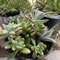 ルビーネックレス,多肉植物 寄せ植え,ボレロ,パットオースチン,ドルフィンネックレスの画像