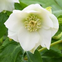 クリスマスローズ,若泉ファーム,クリスマスローズ シャルウィダンス,花のある暮らしの画像