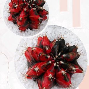 アロマティカス,桃太郎,クリスマスイブ,緋牡丹錦,多肉植物の画像