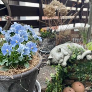 ビオラ,ビオラ,プミラ,プミラ,雑貨の画像