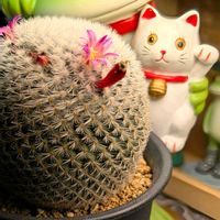 開花,マミラリア属,ピンク❤︎ピンク,ニャンニャン祭り,コラージュ仲間達の画像