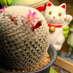 開花,マミラリア属,ピンク❤︎ピンク,ニャンニャン祭り,コラージュ仲間達の画像