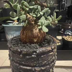 ピグマエア,ケラリア ピグマエア,塊根植物,冬型塊根,おしゃれな鉢の画像