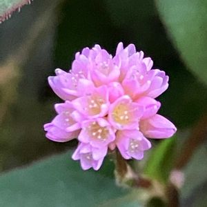 ヒメツルソバ,ポリゴナム（ヒメツルソバ）,ノブドウの実, クリスマスリース,ヒヨドリジョウゴの実の画像