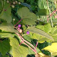 ノブドウの画像