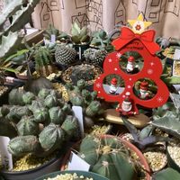 ガーデニング,ウッドデッキ,クリスマスバージョン,多肉箱,多肉のお 引っ越しの画像