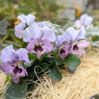 ビオラ,ビオラ ふわふわ金魚ちゃん,ビオラ・パンジー,お花のある暮らし,お花に癒されての画像