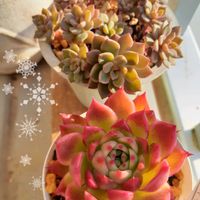 アンジェラ,葉挿し,多肉植物の紅葉,ベランダ多肉,タニラーの画像