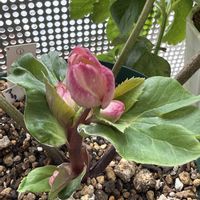 クリスマスローズ,クリスマスローズ,クリスマスローズ 氷の薔薇,クリスマスローズ　アーリーローズ,クリスマスローズ　アーリーローズの画像