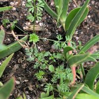 オルレア,オルレアの葉,花壇,花壇・植え込み,雑草ではないよの画像