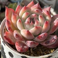 コロラータ,ダイヤモンドコロラータ,多肉植物,エケベリア属,多肉大好きの画像