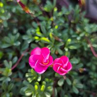 オキザリス,エウフォルビアの画像