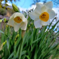 水仙,花のある暮らし,大事に育てたい,キュンキュン乙女倶楽部,うどん県人会の画像
