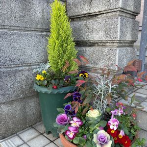 寄せ植え,花のある暮らし,クリスマスアレンジ,花いろいろ,玄関アプローチの画像