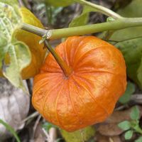 サザンカ,サザンカ,ホオズキ,山茶花,鬼灯(ほおずき)の画像