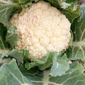 地植え,無農薬栽培,カリフラワー栽培,家庭菜園の画像