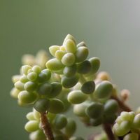 アロマティカス,ビアホップ ,多肉植物,植中毒,ミラーレス一眼の画像