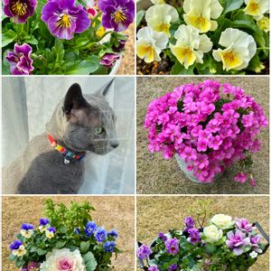 葉牡丹,オキザリス　桃の輝き,パンジー ミニフリフリ,寄せ植え,庭の花の画像