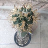 綾波モンスト,綾波モンスト,エキノカクタス属,珍奇植物,グランカクタスの画像