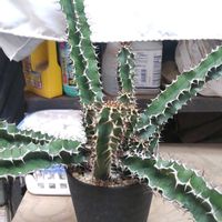 ユーフォルビア  ムランジーナ,ユーフォルビア  ムランジーナ,ユーフォルビア,珍奇植物,グランカクタスの画像