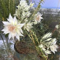 プルメリア,セルリア ブラッシングブライド,フィリカ プベッセンス ワフトフェザー,オージープランツ,花のある暮らしの画像