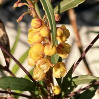 ヒイラギナンテン,お出かけ先にての画像