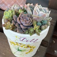 ダーリーサンシャイン,ジョセリン,シルクベール,多肉寄せ植え,多肉植物のある暮らしの画像