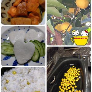 柚子,地植え,柚子湯,今日のお花,柚子の栽培の画像