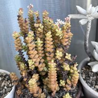 小米星,南向きのベランダの画像