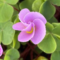 オキザリス,オキザリス・バリアビリス,オキザリス・バリアビリス,オキザリス・プルプレア,オキザリス・プルプレアの画像