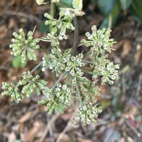 アシタバ,お花は癒し,花が好き❤,☆携帯撮影☆の画像