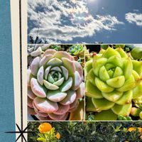 多肉植物,可愛い,ピンク,元気！,もりもり多肉の画像