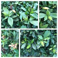 クチナシの画像