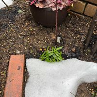 ヒューケラドルチェ ブラックベリータルト,ヒューケラドルチェ　メープルファッジ,ヒューケラドルチェ フローズンマスカット,ネメシア・アロマンス　バニラチェリー,ヒューケラドルチェ アップルシブーストの画像