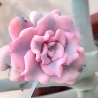 エケベリア クリスペートビューティ錦,斑入り多肉,神奈川タニラー,多肉男子,バルコニー/ベランダの画像