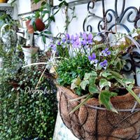 ビオラ,寄せ植え,可愛い,庭の花,癒しの画像