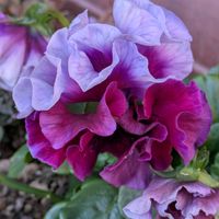 キンギョソウ,ナデシコ,サザンカ(白花),フリフリ パンジー,オキザリス（黄花）の画像