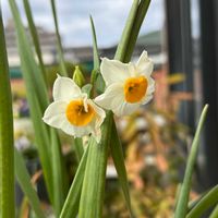 パンジー,パンジー,水仙,日本水仙,鉢植えの画像