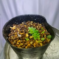 ダドレア・サクソーサ,多肉植物,実生,ダドレア,成長記録の画像