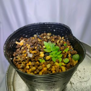 ダドレア・サクソーサ,多肉植物,実生,ダドレア,成長記録の画像